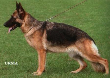 Quanda vom Frankengold | German Shepherd Dog 