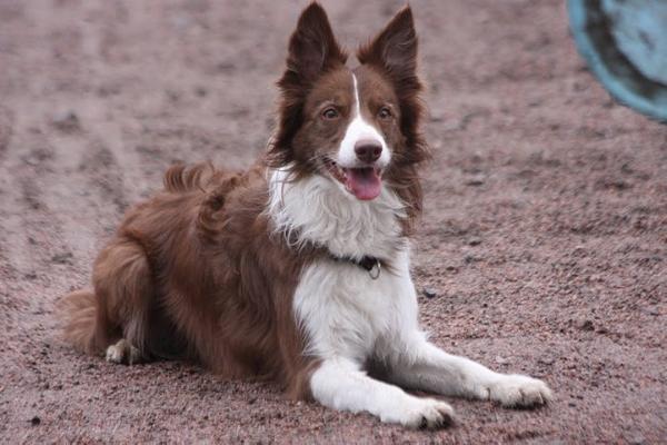 Eyespy Olympia | Border Collie 