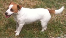 Vian | Jack Russell Terrier 