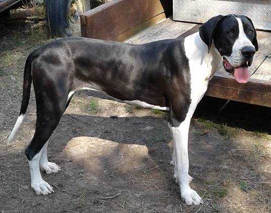 MJM Madelin is a Bayou Girl | Great Dane 