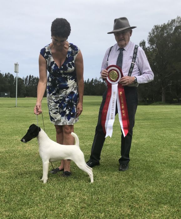 Selwor Secret Package (Imp NZ) | Smooth Fox Terrier 