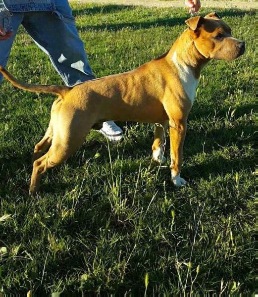 east coast red kuma | American Staffordshire Terrier 