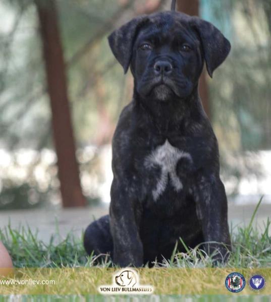 Von Liev Mariah Del Rey | Bullmastiff 