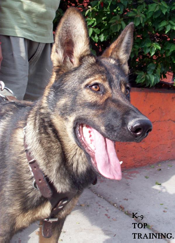 Coatzin of k-9 tt | German Shepherd Dog 