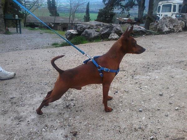 gedeone | Miniature Pinscher 