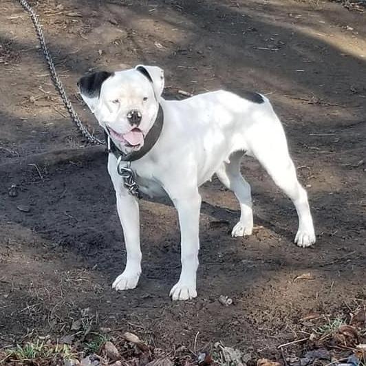 LOMBARD’S MOUNTAIN LORAL OF MCI | American Bulldog 