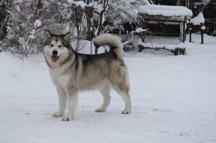 Uslada ot Filippovoy | Alaskan Malamute 