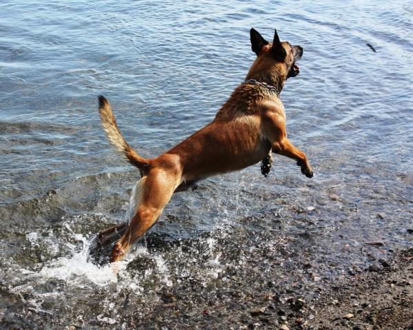 Blackneck's A'Eros | Belgian Malinois 