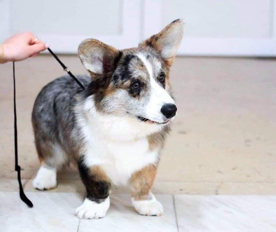 Kherders Madrai Zhigan | Cardigan Welsh Corgi 