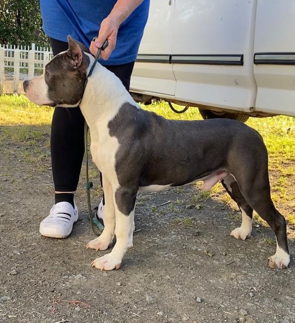 Malones Return of Flex | American Staffordshire Terrier 