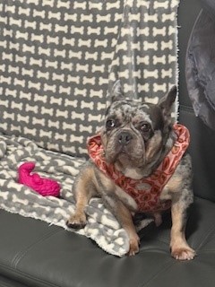 Frenchie girl