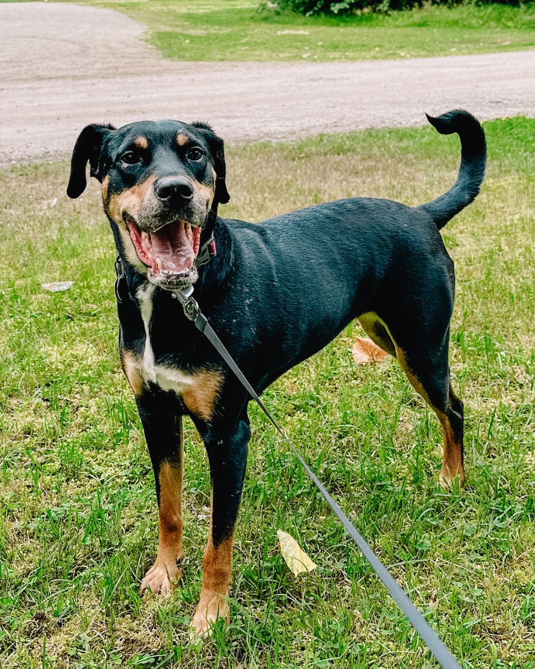 Willow full body