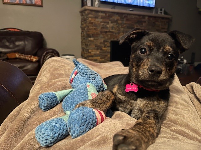 Stella