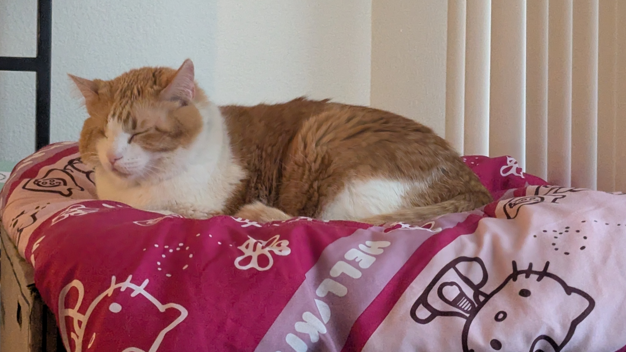 orange cat