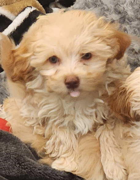 Annie