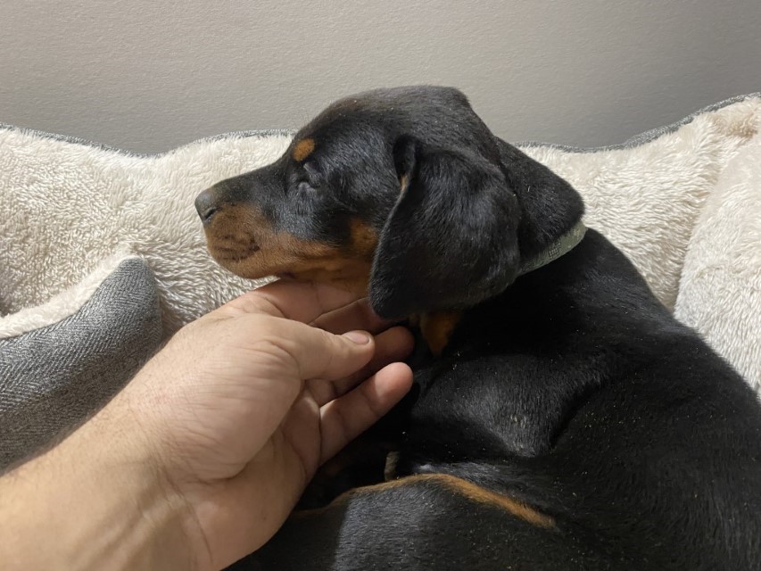 Euroline Doberman, Black and Tan doberman puppy for sale