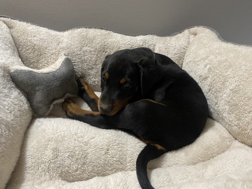 euroline doberman , doberman puppy for sale in vancouver