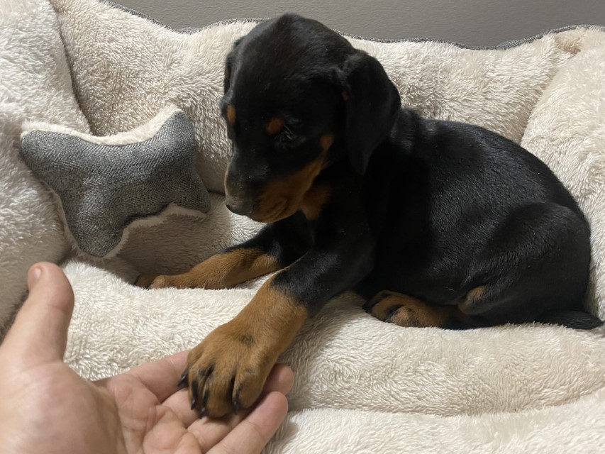 Black and tan Doberman puppy for sale in Canada