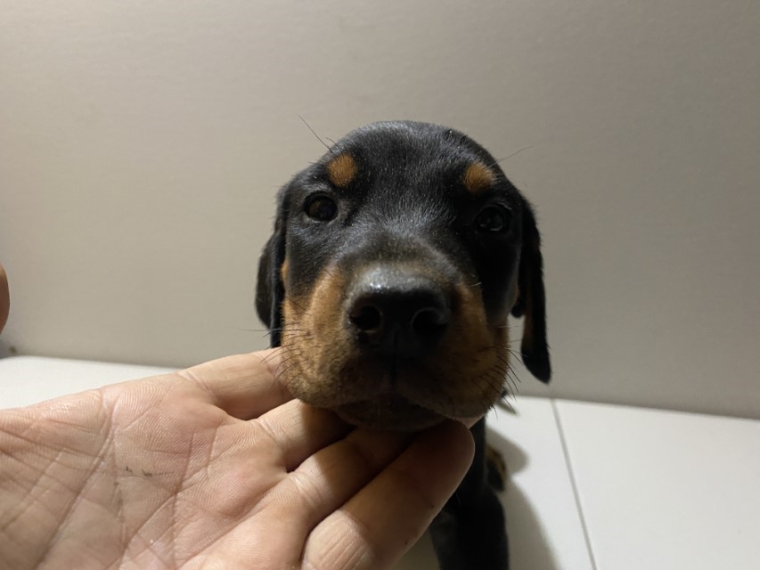 Black and Tan Doberman Puppy by Euroline Doberman