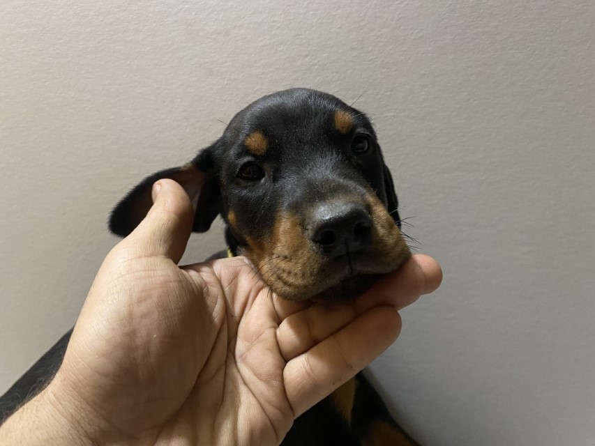 Black and Rust Male Doberman Puppy for Sale