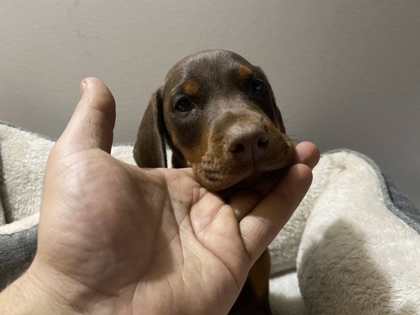 Red and Rust Doberman Puppy in Langley, BC, Canada