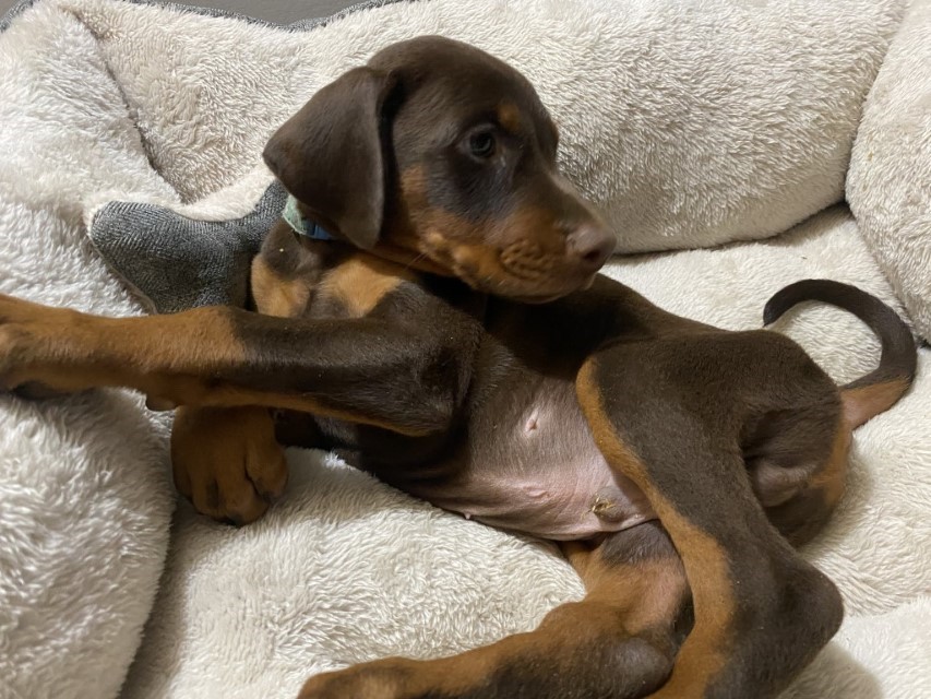 Red and Rust Male Doberman Puppy Canada