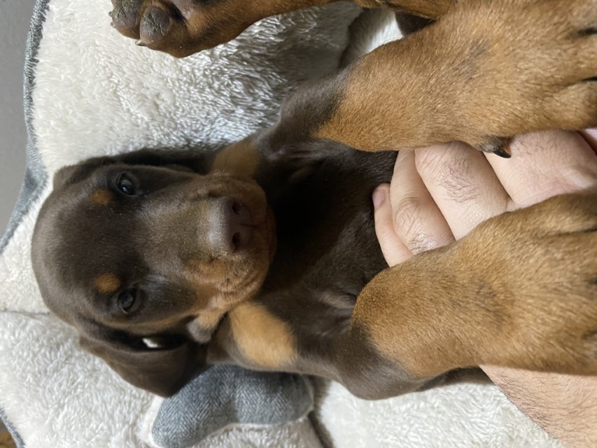 Red Female Doberman Pinscher puppy by euroline doberman