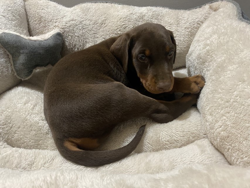 Red Female Doberman puppy, euroline Doberman