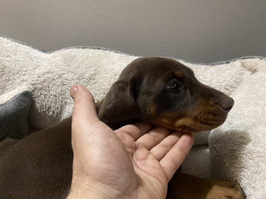 girl Red Doberman Pinscher puppy, Euroline Doberman