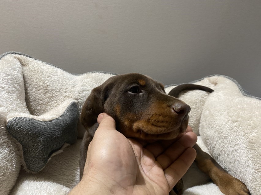 Euroline Doberman | Red Female Doberman puppy