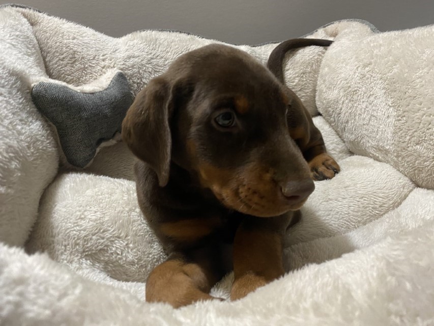 Euroline Doberman | Red female Doberman Puppy