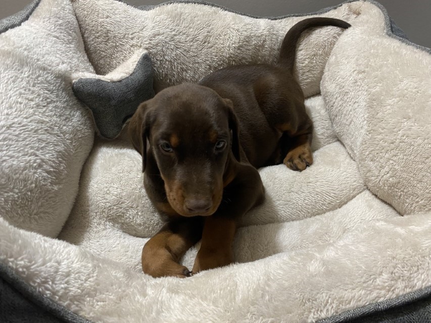 Euroline Doberman | Female Doberman Puppy