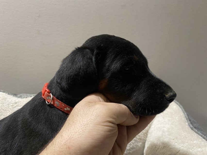 Black Male Doberman Pinscher Puppy