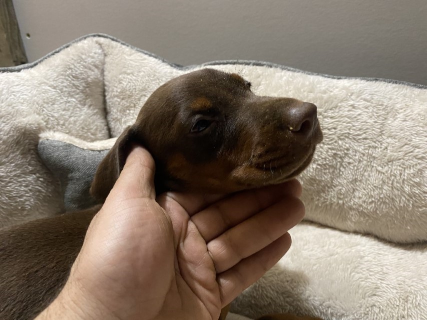 Male Red Doberman puppy by Euroline Doberman