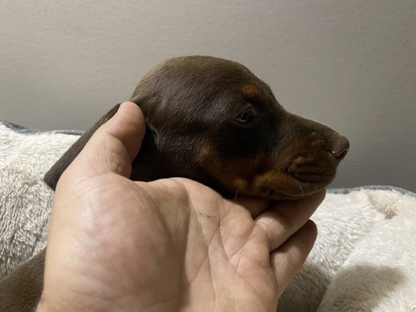 Euroline Doberman | Red Male Doberman Pinscher puppy