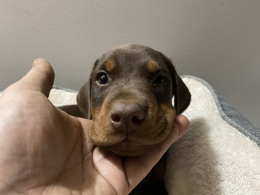 Euroline Doberman | Doberman pinscher puppy red male