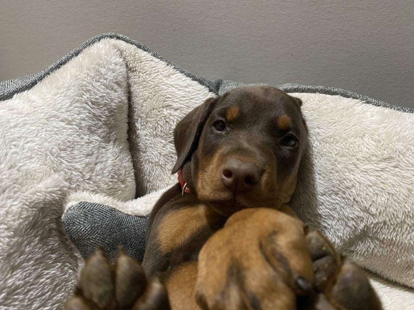 Red doberman puppy by euroline doberman