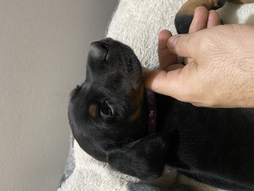 Black Doberman pinscher puppy by Euroline Doberman