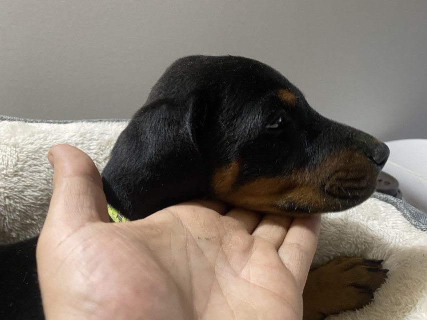 Euroline Doberman's Black male doberman puppy