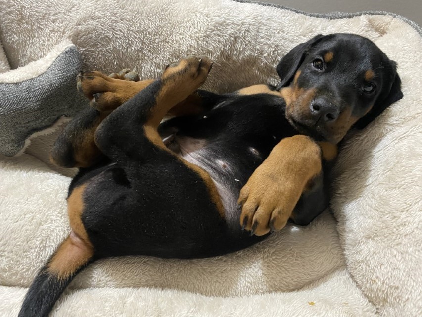 Euroline Doberman's Black male doberman puppy