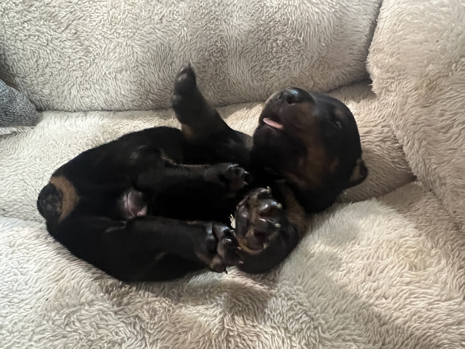 Black Doberman Puppy in Vancouver BC Euroline Doberman