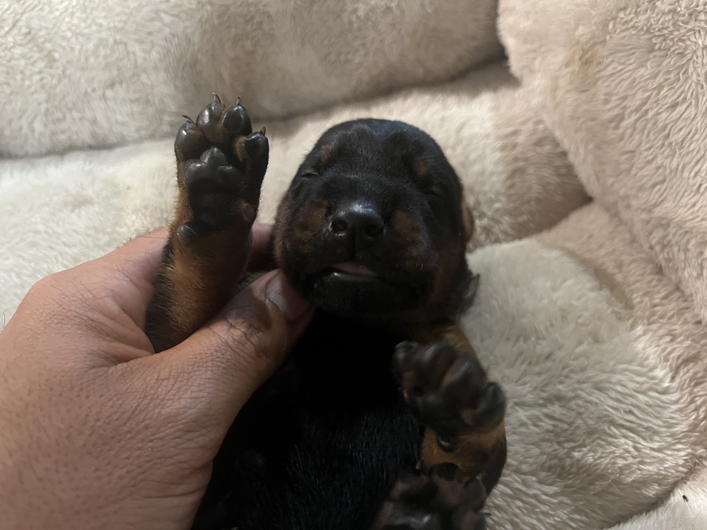 Euroline Doberman 's Black Male Puppy in Seattle Washington