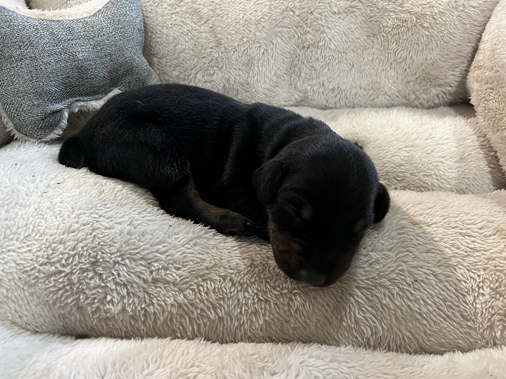 Black and Tan Female Doberman puppy in Bellingham Washington