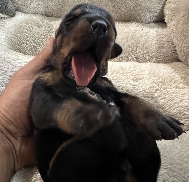 Black Female Doberman by Euroline Doberman Vancouver BC