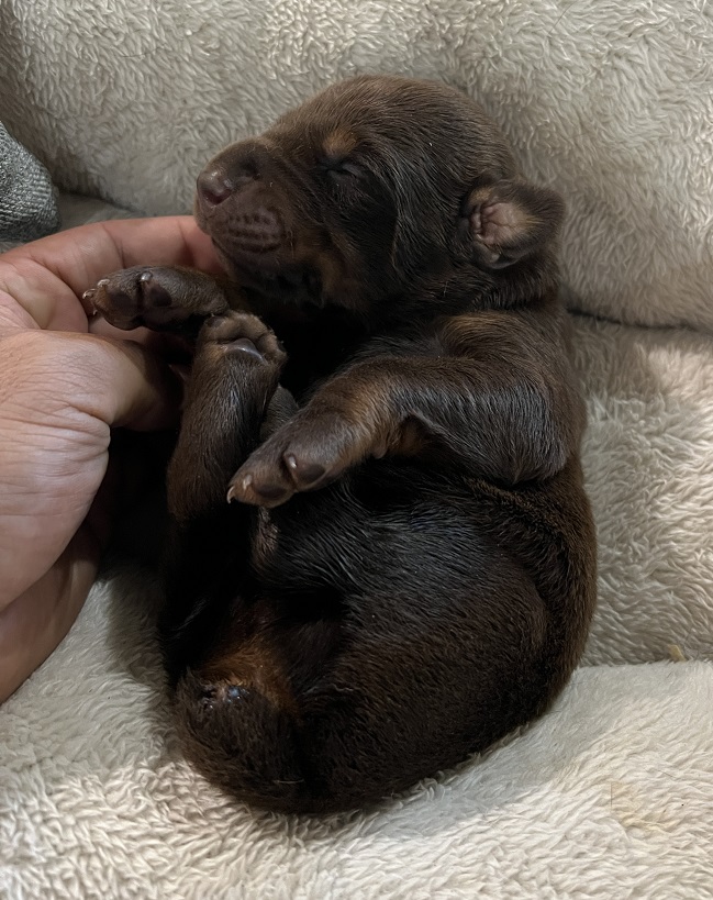 Red Male Doberman Puppy by Euroline Doberman in Washington USA