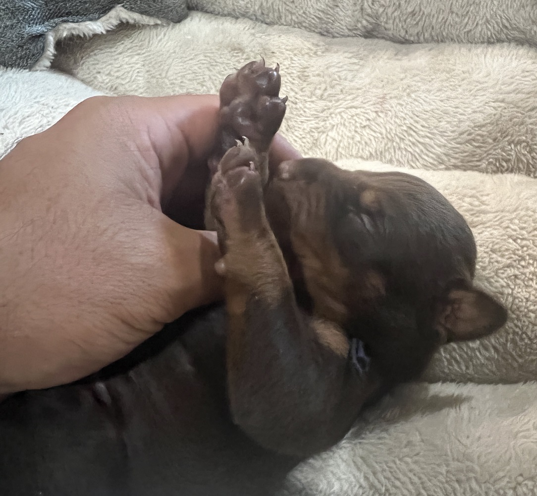 Red Male Doberman Puppy Olympia WA