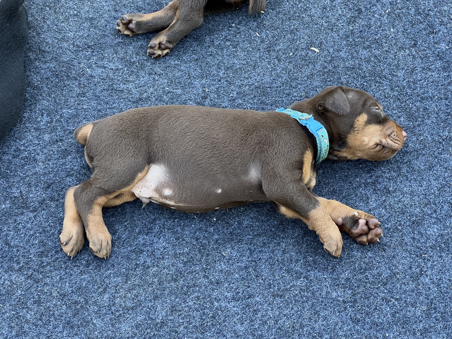 Red male Doberman puppy for sale by Euroline Doberman