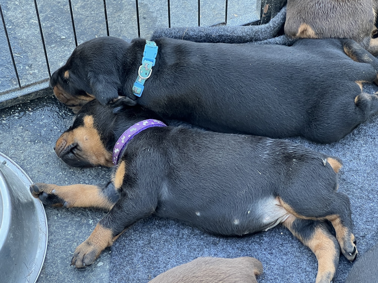 Black Female Doberman | breeder: Euroline Doberman