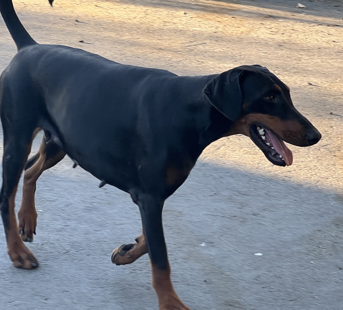 Nickel Von Euroline | Black Female Doberman