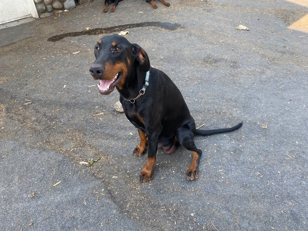 Tofino von Euroline | Black Female Doberman